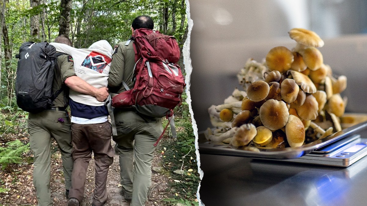 Rangers rescue disoriented hiker in Catskills; psychedelic mushrooms shown on scale.