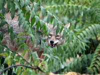 Oregon child attacked by coyote during game of hide-and-seek in backyard; state officials sound alarm Coyote bares teeth behind brush.