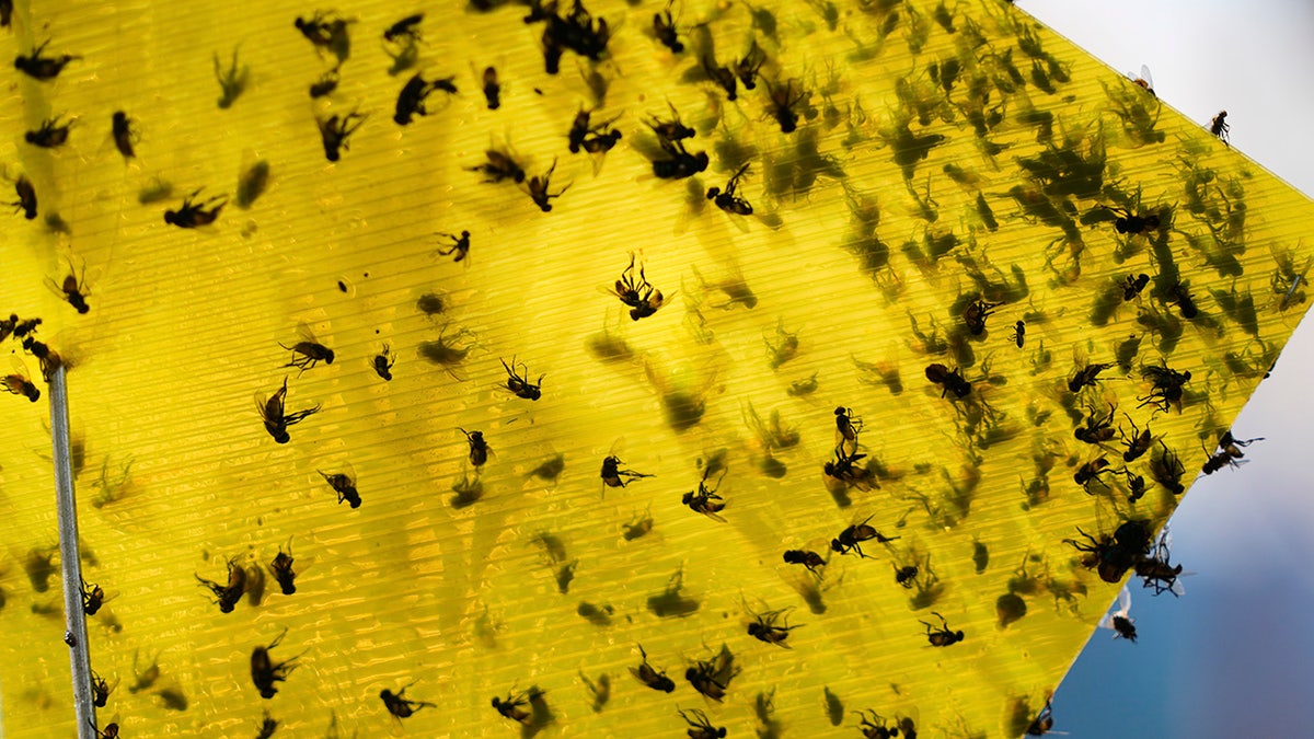 flies in a trap